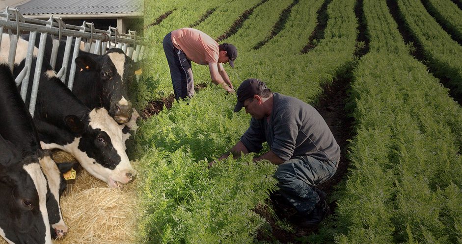 Ganado lechero comiendo heno junto a trabajadores revisando un cultivo